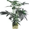 BOUTURES DE CANNABIS