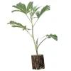 (Bild für) Hanfstecklinge Alpujarrena – Pyramid Seeds
