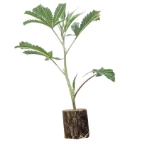 Esquejes de cannabis Alpujarrena – Pyramid Seeds