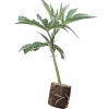 Boutures de cannabis Barbara Bud – House of Great Gardener