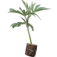Esquejes de cannabis Barbara Bud – House of Great Gardener