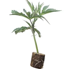 Esquejes de cannabis Barbara Bud – House of Great Gardener