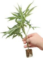 Esquejes de cannabis Canalope Haze – DNA Genetics
