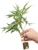 (image for) Cannabis Clones Canalope Haze – DNA Genetics