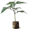 Esquejes de cannabis US-Kali Emergen-C – Seedjunky Berner Cut