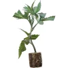 (Bild für) Hanfstecklinge Northern Lights – Sensi Seeds