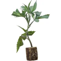 Esquejes de cannabis Northern Lights – Sensi Seeds
