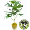 (image for) US-Kali Cannabis Clones Permanent Chimera – Beleaf Cut