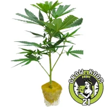 Boutures de cannabis US-Kali Permanent Chimera – Beleaf Cut