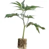 (image for) US-Kali Cannabis Clones Super Buff Cherry #26 – GMLS Breeder Cut