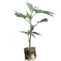 Esquejes de cannabis Chemical Bride – Green House Seeds