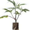 Boutures de cannabis US-Kali Menthol Runtz – Compound Genetics
