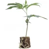 (Bild für) Hanfstecklinge Fat Banana – Royal Queen Seeds