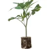 (Bild für) US-Kali Hanfstecklinge Candy Pave – Compound Genetics