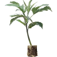 (Bild für) US-Kali Hanfstecklinge Candy Rain – Cookies Fam. Genetics