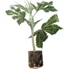 Boutures de cannabis US-Kali LA Vanilla Cake – Silent Seeds