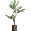 (Bild für) US-Kali Hanfstecklinge Pineapple Fruz – Seedjunky Genetics