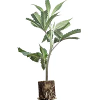 Esquejes de cannabis US-Kali Pineapple Fruz – Seedjunky Genetics