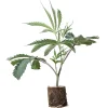 Boutures de cannabis US-Kali Strawberry Pave – Compound Genetics