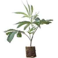 (Bild für) US-Kali Hanfstecklinge Strawberry Pave – Compound Genetics