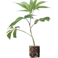 (Bild für) US-Kali Hanfstecklinge Wedding Cake – Jungle Boys