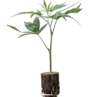 Esquejes de cannabis US-Kali Break Pad Breath – Ripper Seeds