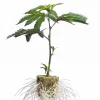 (Bild für) Hanfstecklinge Gorilla Girl – Sweet Seeds