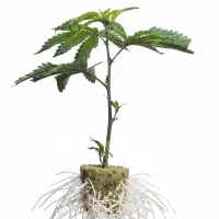 Esquejes de cannabis Gorilla Girl – Sweet Seeds