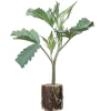 Boutures de cannabis US-Kali Zombie Kush – Ripper Seeds