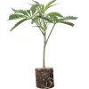 Boutures de cannabis US-Kali Triple Chocolate Chip – Exotic Genetix