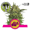 Haze Berry Feminised - Royal Queen Seeds