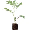 (Bild für) Hanfstecklinge Hulkberry – Royal Queen Seeds