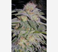 Lost Coast Hash Plant Feminised - Humboldt Seeds Org.