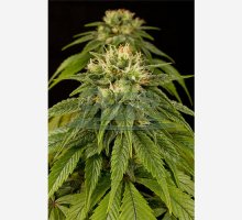 Lemon Juice Express Automatic Feminised - Humboldt Seed Org.