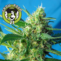 Ice Cool Automatic Feminised - Sweet Seeds