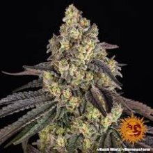 (image for) BULK Seeds - Kush Mints - Barneys Farm