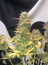 (Bild für) Girls Scout Kush Auto Feminised Seeds