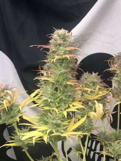 (Bild für) Girls Scout Kush Auto Feminised Seeds
