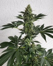 (Bild für) Lemon Storm Feminised Seeds