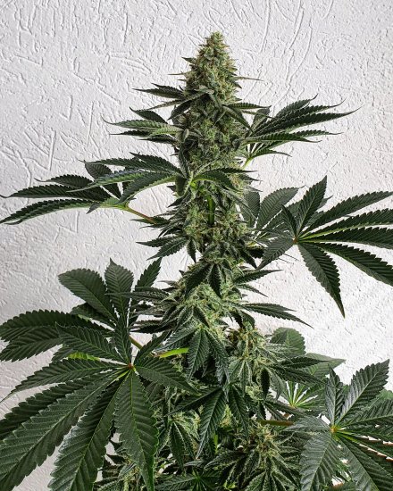 (Bild für) Lemon Storm Feminised Seeds