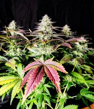 (Bild für) Mimosa Feminised Seeds