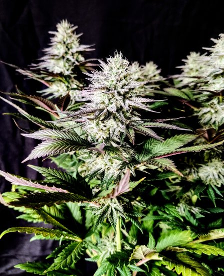 (Bild für) Pure Ice-Cream Feminised Seeds