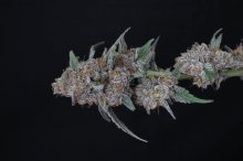 (Bild für) USA LINE - Sherbacio OG Auto Feminised Seeds