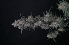 (Bild für) USA LINE - Chimera Crasher Feminised Seeds