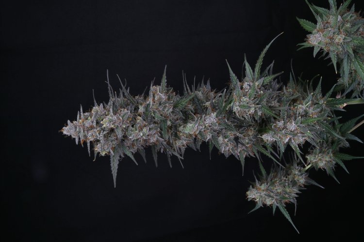 (Bild für) USA LINE - Chimera Crasher Feminised Seeds