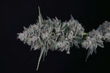 (Bild für) USA LINE - Mac2 Auto Feminised Seeds
