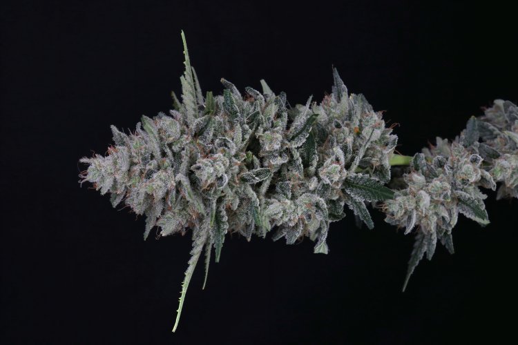 (Bild für) USA LINE - Mac2 Auto Feminised Seeds