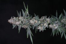 (Bild für) USA LINE - Tri-Whip Kush Auto Feminised Seeds