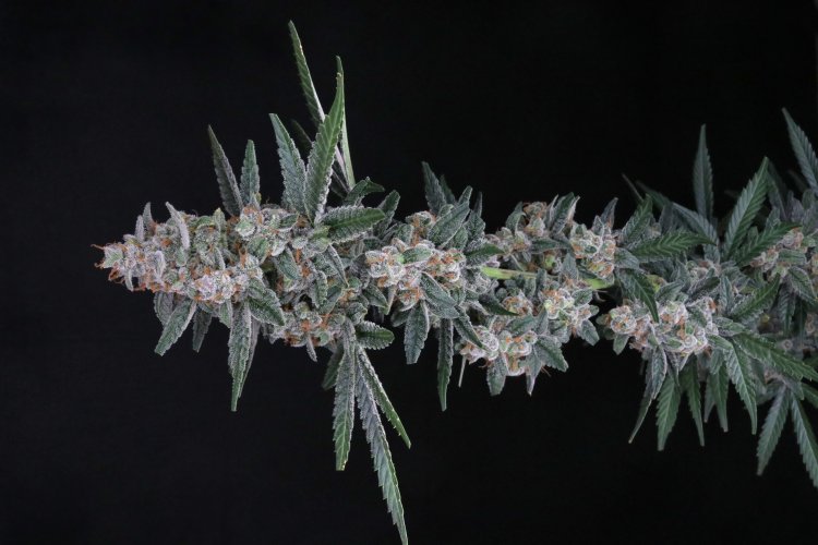 (Bild für) USA LINE - Tri-Whip Kush Auto Feminised Seeds