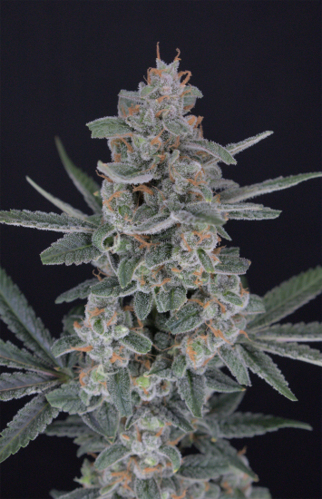 (Bild für) USA LINE - HB Dunkinz Feminised Seeds